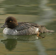 Common Goldeneye