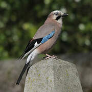 Eurasian Jay