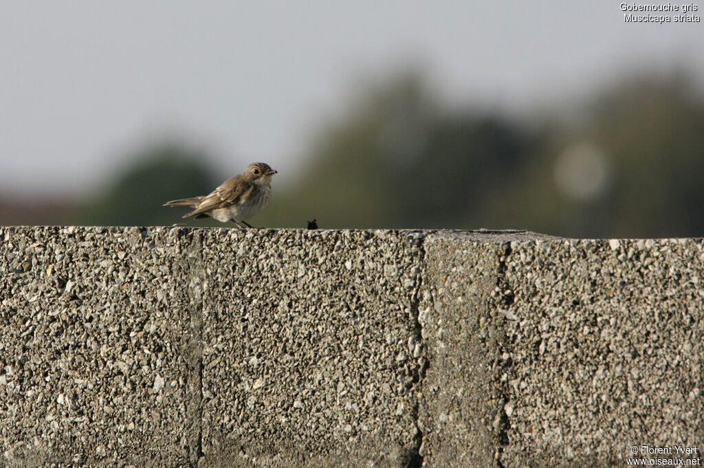 Spotted Flycatcher, identification, feeding habits, Behaviour