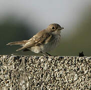 Spotted Flycatcher