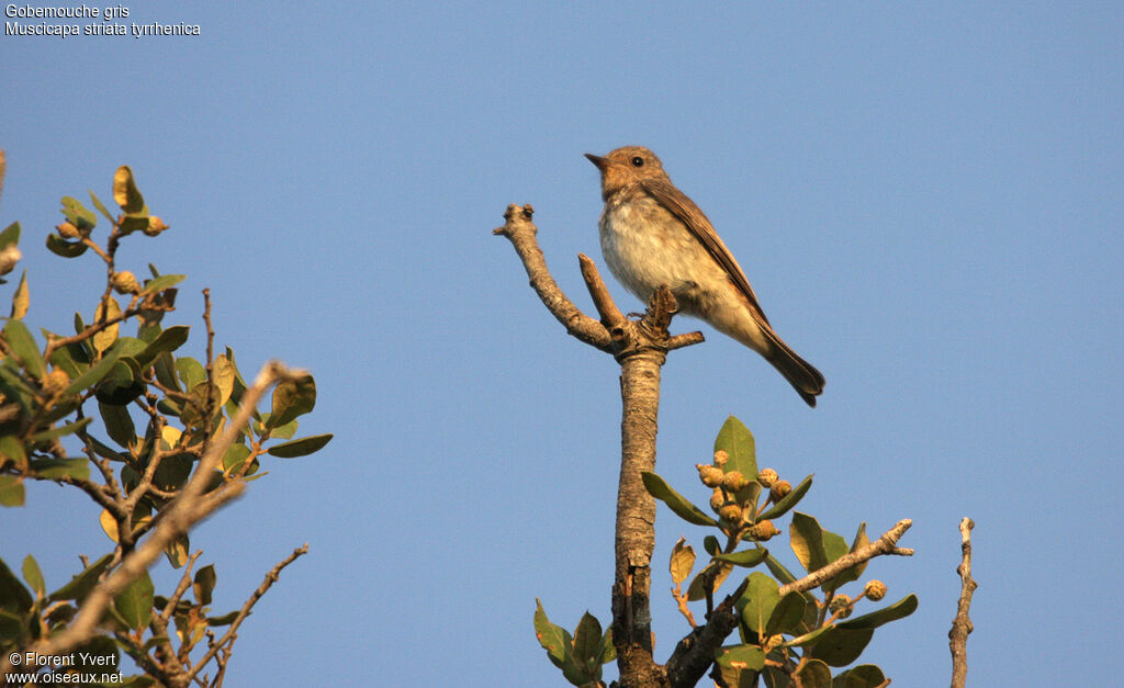 Gobemouche grisadulte