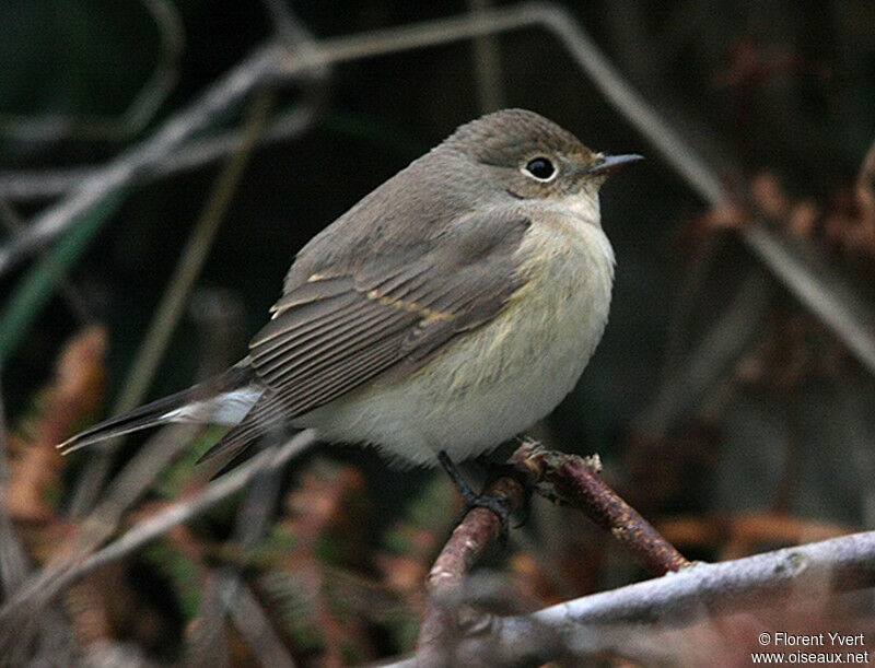 Gobemouche nain1ère année, identification