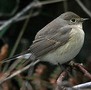 Red-breasted Flycatcher