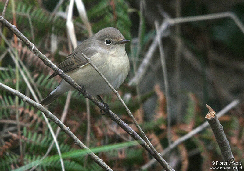 Gobemouche nain1ère année, identification