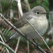 Red-breasted Flycatcher