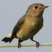 Red-breasted Flycatcher