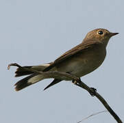 Red-breasted Flycatcher