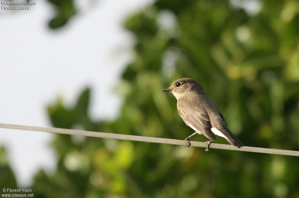 Red-breasted FlycatcherFirst year, identification