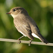 Red-breasted Flycatcher