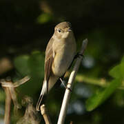 Red-breasted Flycatcher