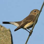 Red-breasted Flycatcher