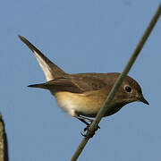 Red-breasted Flycatcher