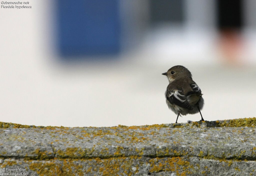 European Pied FlycatcherFirst year, identification, Behaviour