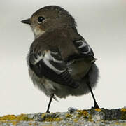 European Pied Flycatcher