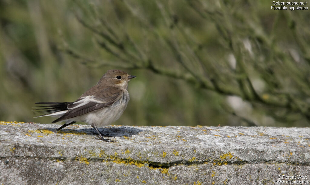 European Pied FlycatcherFirst year, identification, Behaviour