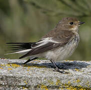 European Pied Flycatcher