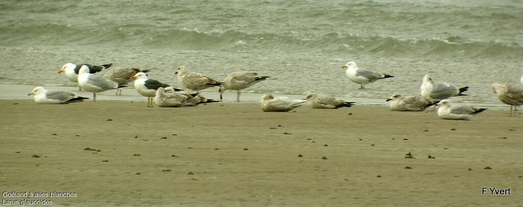 Iceland GullSecond year, identification, Behaviour