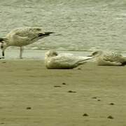 Goéland à ailes blanches