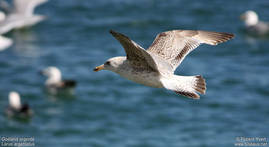 European Herring GullSecond year, Flight