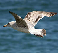 European Herring Gull