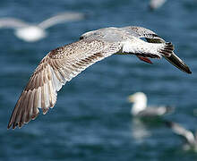 European Herring Gull