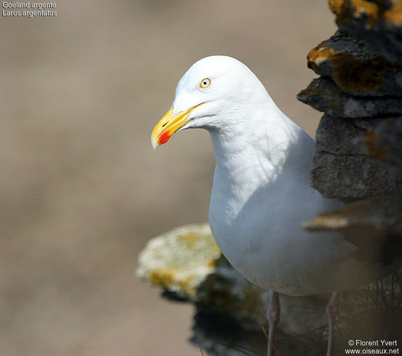 European Herring Gulladult breeding, identification, Behaviour