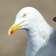 European Herring Gull