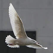 Glaucous Gull