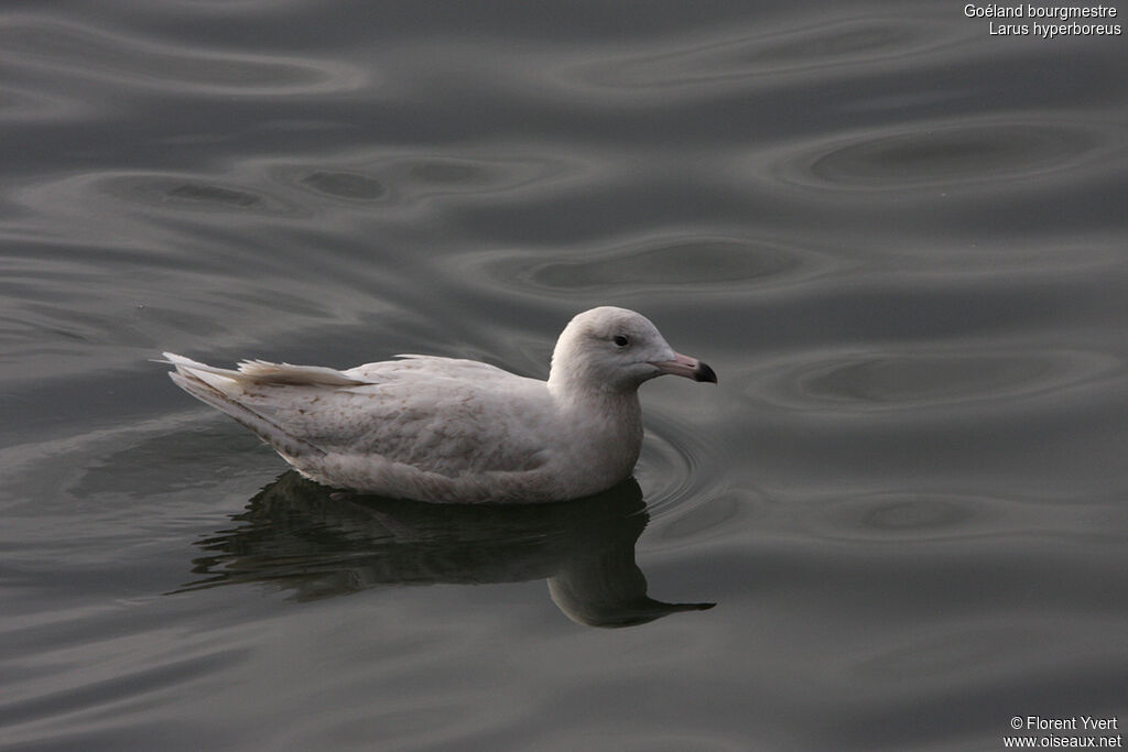 Glaucous GullSecond year