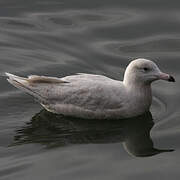 Glaucous Gull