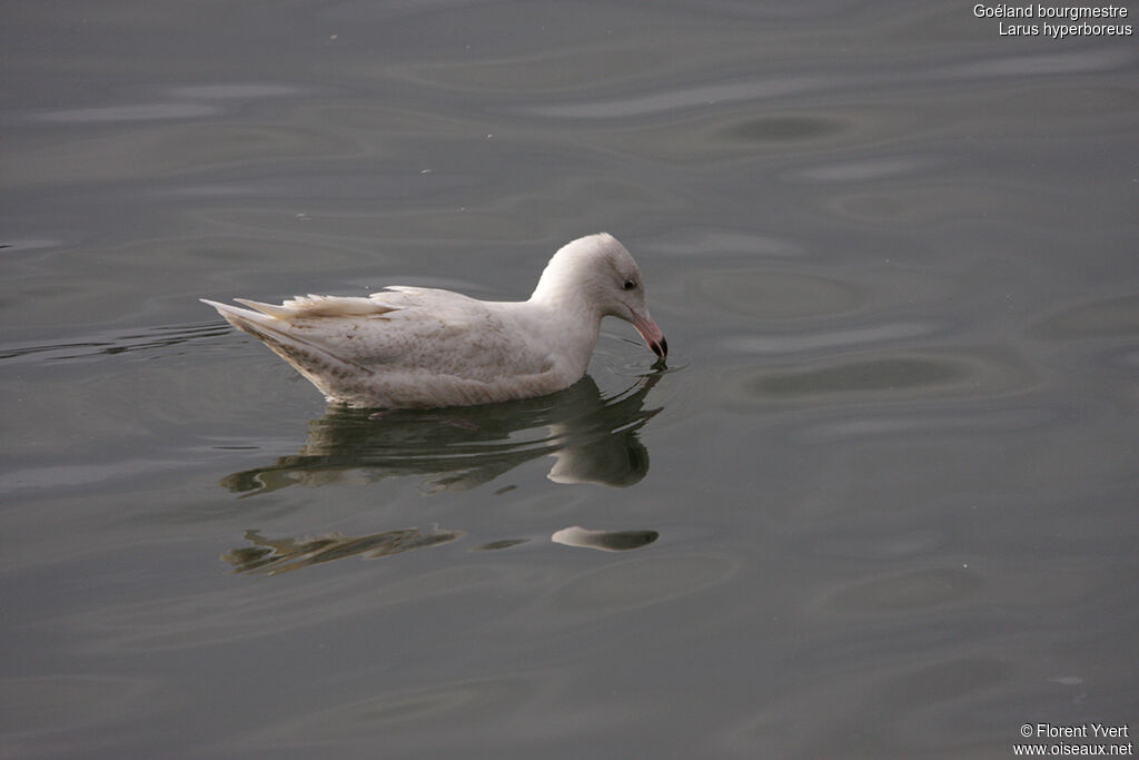 Glaucous GullSecond year, Behaviour