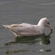 Glaucous Gull