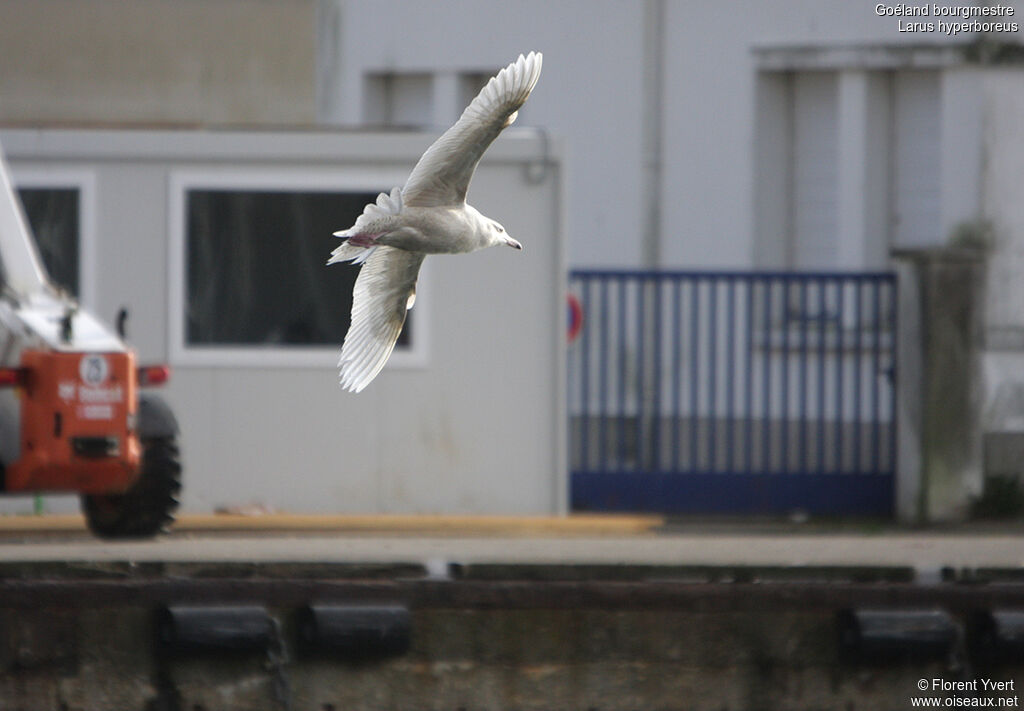 Glaucous GullSecond year, Flight