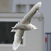 Glaucous Gull