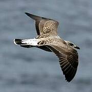 Lesser Black-backed Gull