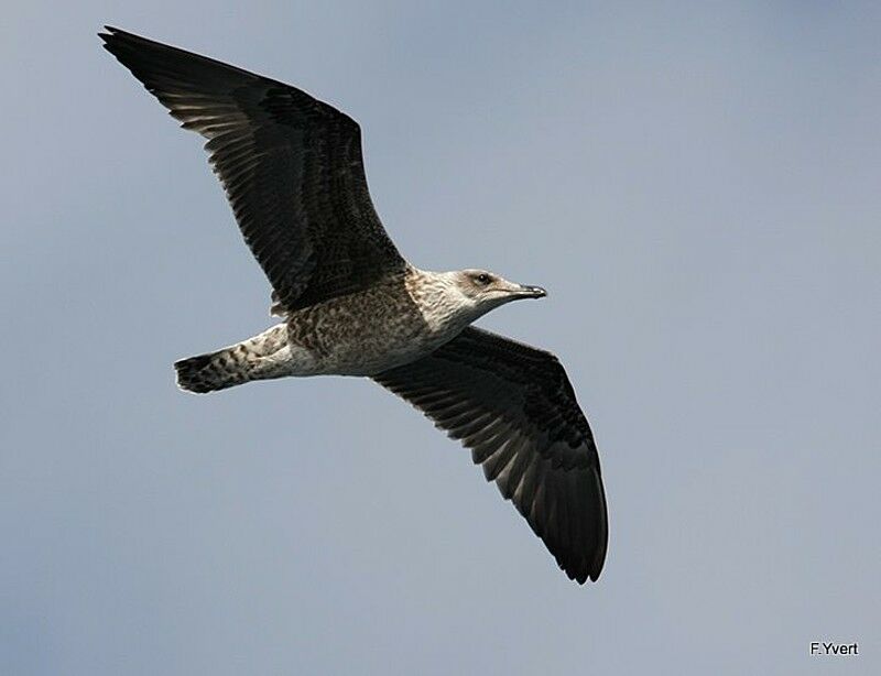 Lesser Black-backed Gull