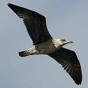 Lesser Black-backed Gull