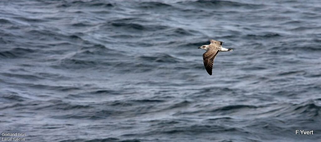 Lesser Black-backed GullFirst year, Flight