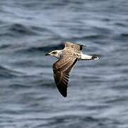 Lesser Black-backed Gull