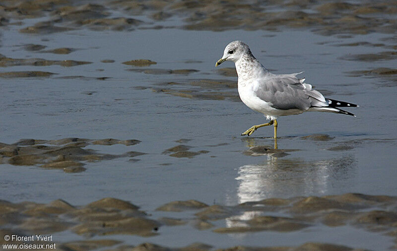 Common Gulladult post breeding