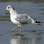 Common Gull