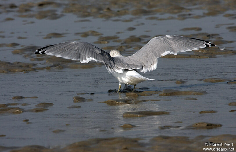 Mew Gull, identification