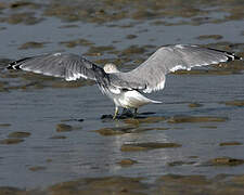 Mew Gull