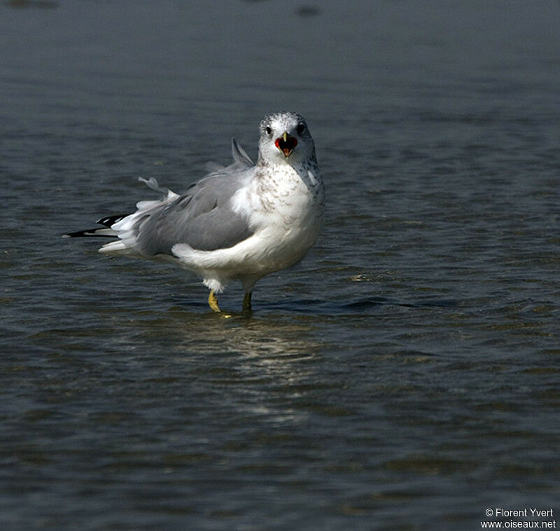 Common Gulladult post breeding, Behaviour