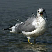 Common Gull