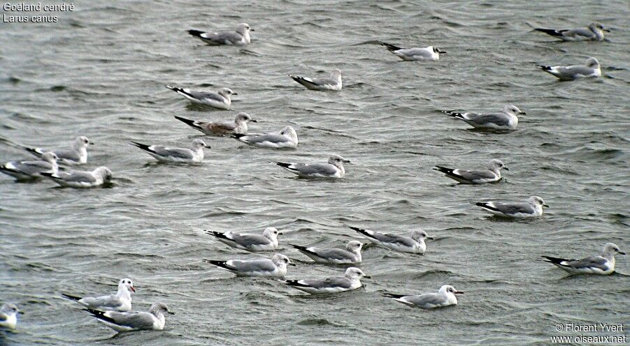 Mew Gull, identification, Behaviour