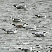 Common Gull