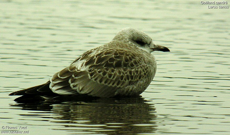 Goéland cendré1ère année, identification