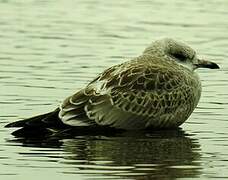 Common Gull