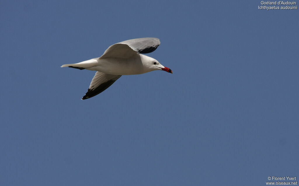 Goéland d'Audouinadulte nuptial, Vol